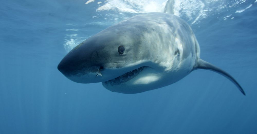 la deuxième plage de Port St Johns a enregistré huit attaques mortelles de requins depuis 2007.
(photo d'illustration)