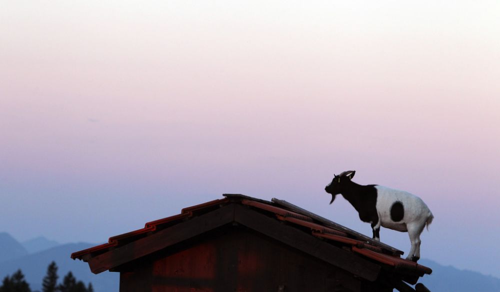 Les résultats de l'étude pourraient expliquer pourquoi les chèvres sont capables de s'adapter à des environnements difficiles.