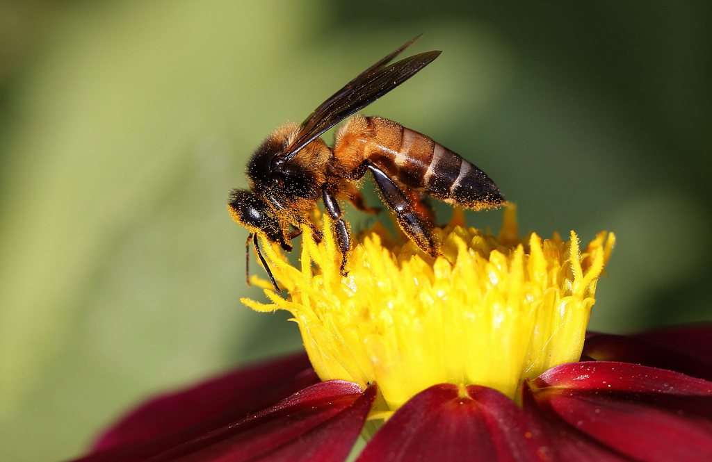 L'Agence européenne de sécurité des aliments regrette la pénurie de travaux sur les abeilles autres que mellifères.