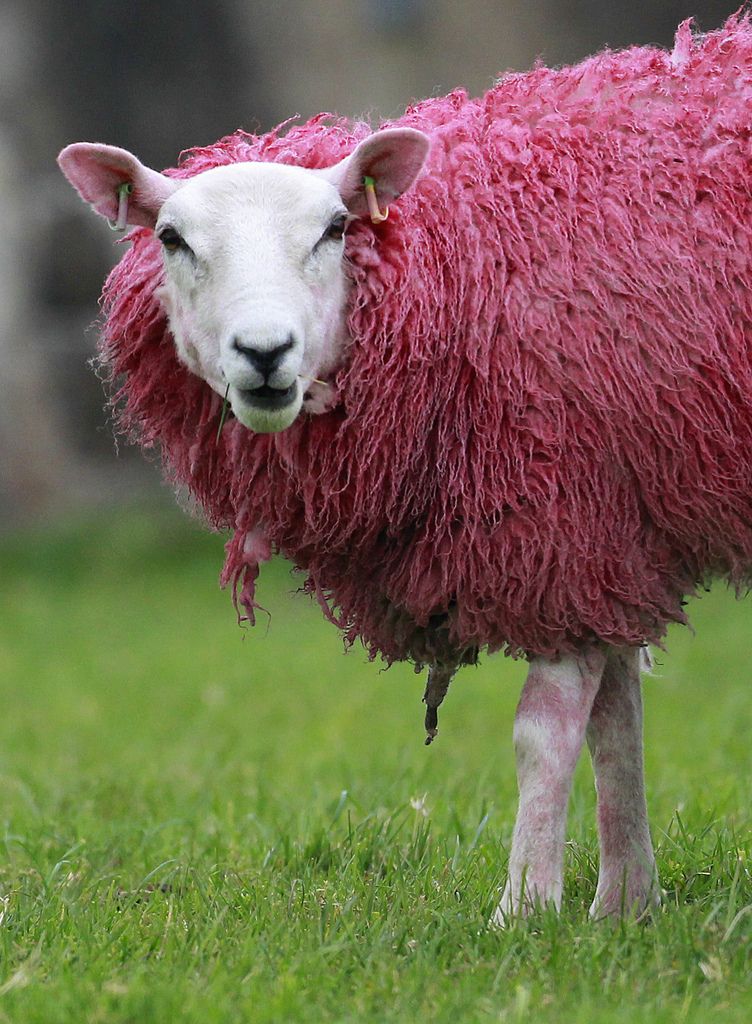 Un mouton a été coloré en rose, avant le départ du Giro vendredi en Irlande.