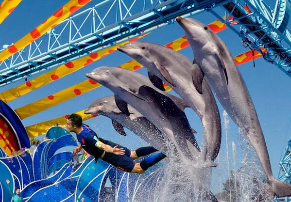 La tête plongeante de Robin Van Persie, attaquant des Pays-Bas, en compagnie de quatre dauphins dans un parc aquatique.