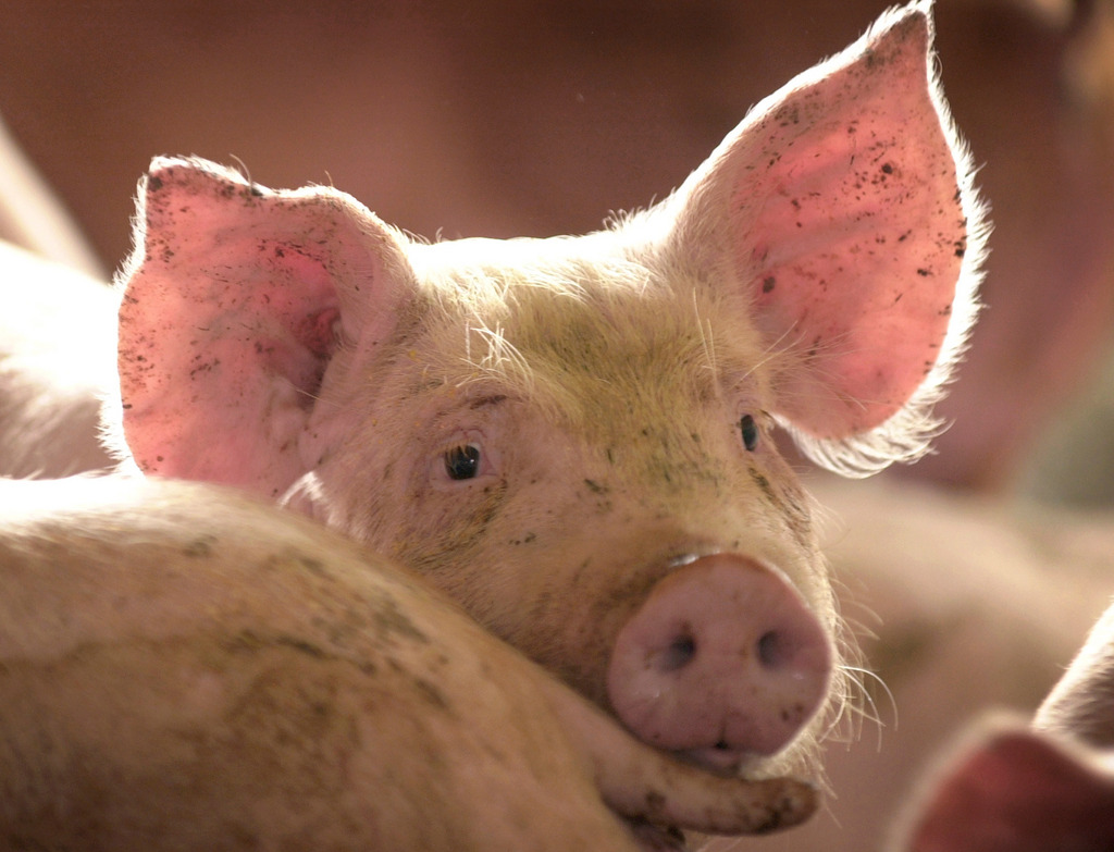 La France va interdire les importations de porcs vivants et de produits à base de porc en provenance des Etats-Unis, du Canada, du Mexique et du Japon.