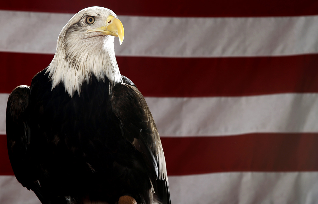 L'aigle à tête chauve, ou aigle à tête blanche, symbole par excellence des Etats-Unis, est menacé par le réchauffement.