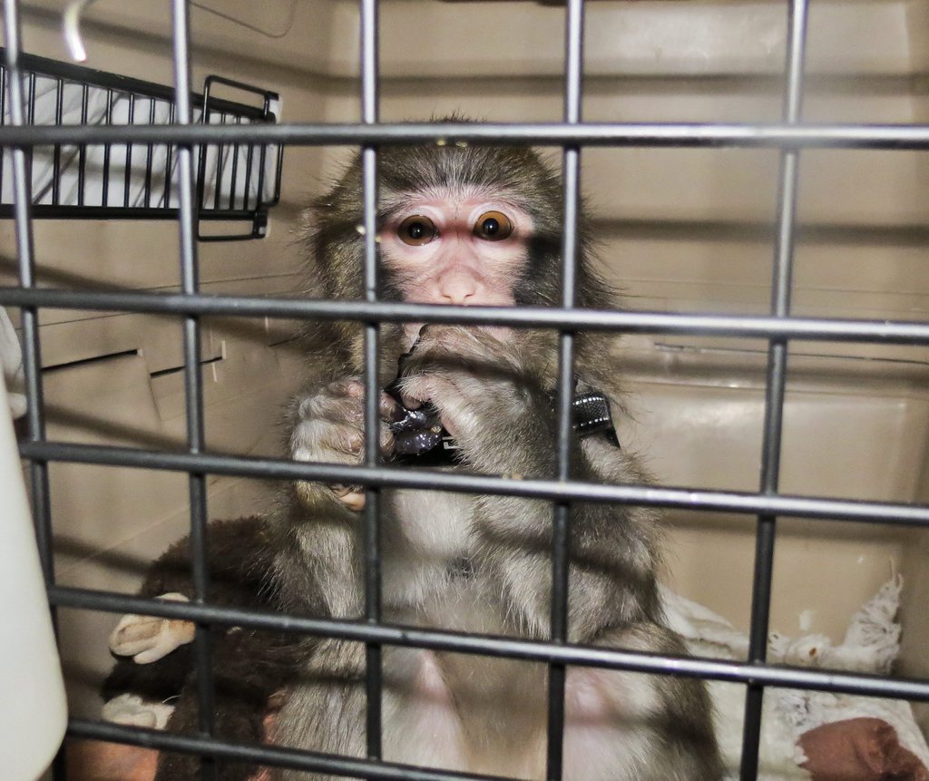 epa03505076 Darwin, a seven and a half month old Japanese snow macaque monkey sits in a cage after being apprehended by the Toronto Animal Services after escaping from an auto in the parking lot of a local Ikea store in Toronto, Canada, 09 December 2012. The monkey was found wandering the parking lot wearing a miniature Shearling coat and diapers while owner Yasmin Nakhuda shopped. Darwin was sent to an area primate sanctuary for an indefinite stay.  EPA/TORONTO ANIMAL SERVICES HANDOUT   EDITORIAL USE ONLY/NO SALES