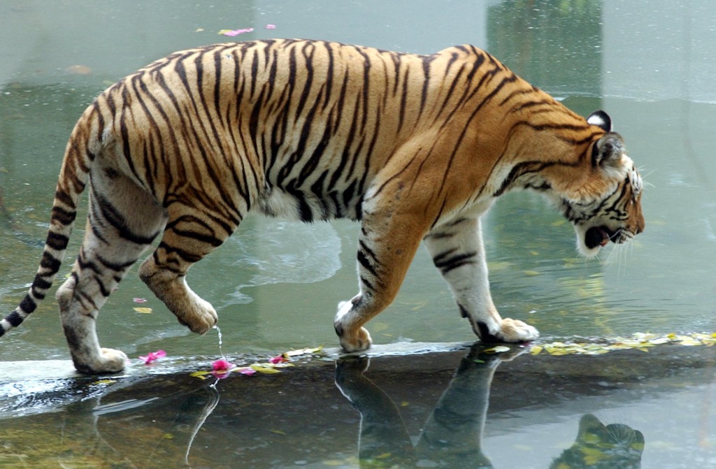 Il reste aujourd'hui moins de 4000 tigres du Bengale en liberté. Il fait partie des 10 espèces les plus menacées.