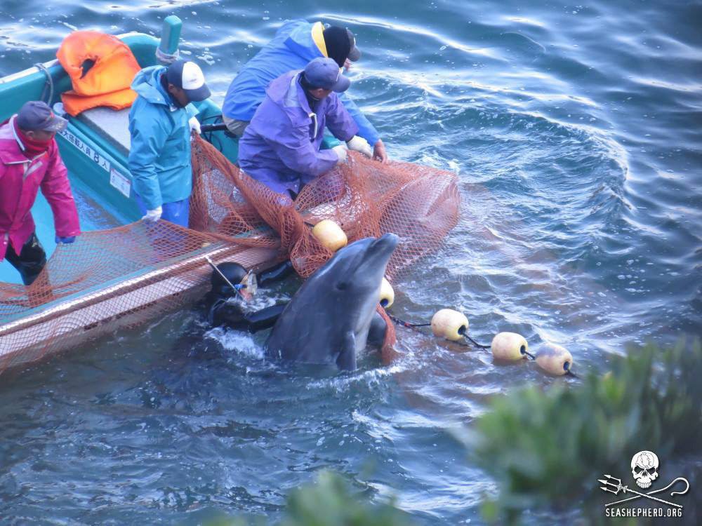 Avec quelques jours de retard pour cause de mauvais temps, les premiers dauphins de la saison ont été tués mardi dans la petite ville japonaise de Taiji, selon les pêcheurs locaux. 
