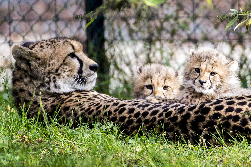 Le zoo de Bâle a annoncé mercredi la naissance de quatre bébés guépards femelles. Les petites et leur mère Alima se portent bien.