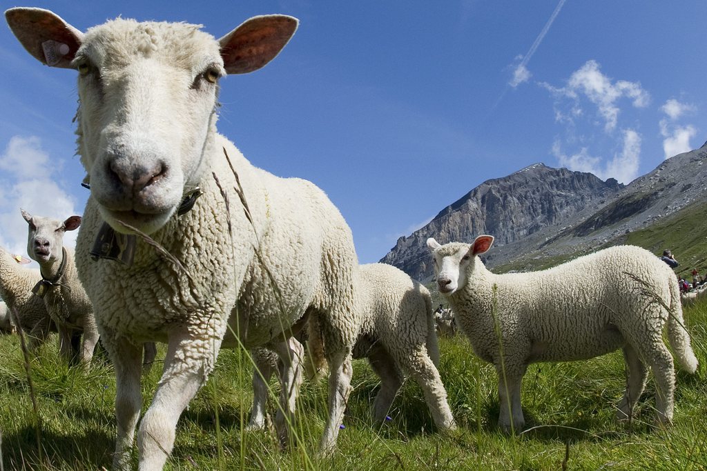 More than 800 sheep are gathered for the annual sheep festival near the Gemmipass, between Kandersteg and Leukerbad, Switzerland, Sunday, 31 July 2011. (KEYSTONE/Jean-Christophe Bott) ....Un grand nombre de spectateurs se sont deplaces pour venir admirer environs 800 moutons reunis pour la fete des moutons de la Gemmi ce dimanche 31 juillet 2010 au Col de la Gemmi a Leukerbad. Chaque annee, lors du dernier dimanche du mois de juillet, les moutons descendent des alpages jusqu'au lac de Daubensee au Col de la Gemmi sur les hauts de Kandersteg et de Loeche-les-bains / Leukerbad, entre le canton de Berne et du Valais. (KEYSTONE/Jean-Christophe Bott)