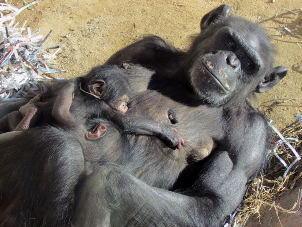 This Tuesday, Nov. 4, 2014 photo provided by the ABQ BioPark Zoo shows "Elaine," a 38-year-old chimpanzee relaxes in the sun with her twin babies at the ABQ BioPark Zoo in Albuquerque, NM. Keepers arriving on Tuesday found that Elaine had given birth to two healthy babies. The zoo didn't specify the twins' gender. (AP Photo/ABQ BioPark Zoo)