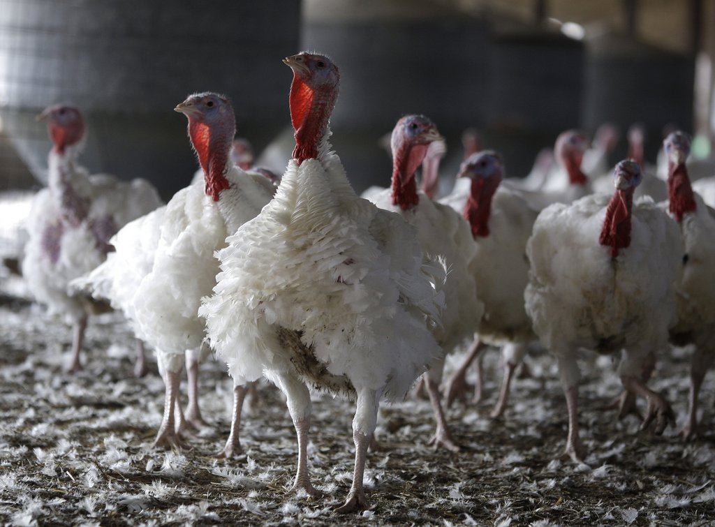 Une nouvelle souche de la grippe aviaire baptisée H5N8 a été signalée dans un élevage de dindes du nord de l'Allemagne, pour la première fois en Europe.