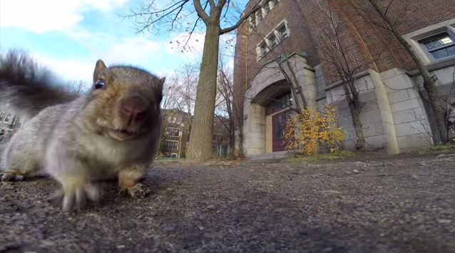Un écureuil renifle longuement cette GoPro avant de s'en emparer.
