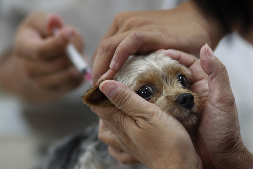 A dog owner gets her pet vaccinated for rabies at a government clinic in Taipei, Taiwan, Thursday, Aug. 1, 2013. Taiwan has ordered tens of thousands of vaccine doses to protect people against the island's first rabies outbreak in more than 50 years. (AP Photo/Wally Santana)