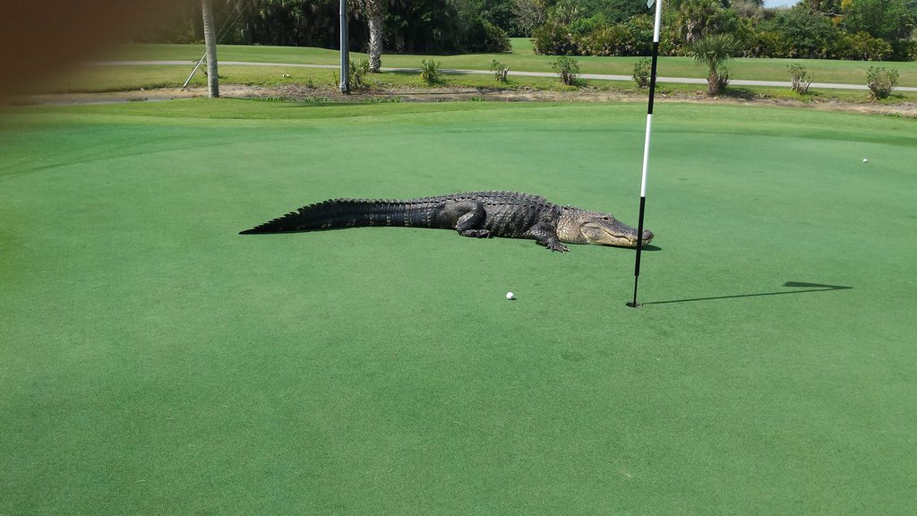 L'alligator a été aperçu samedi dernier sur un terrain de golf en Floride. 