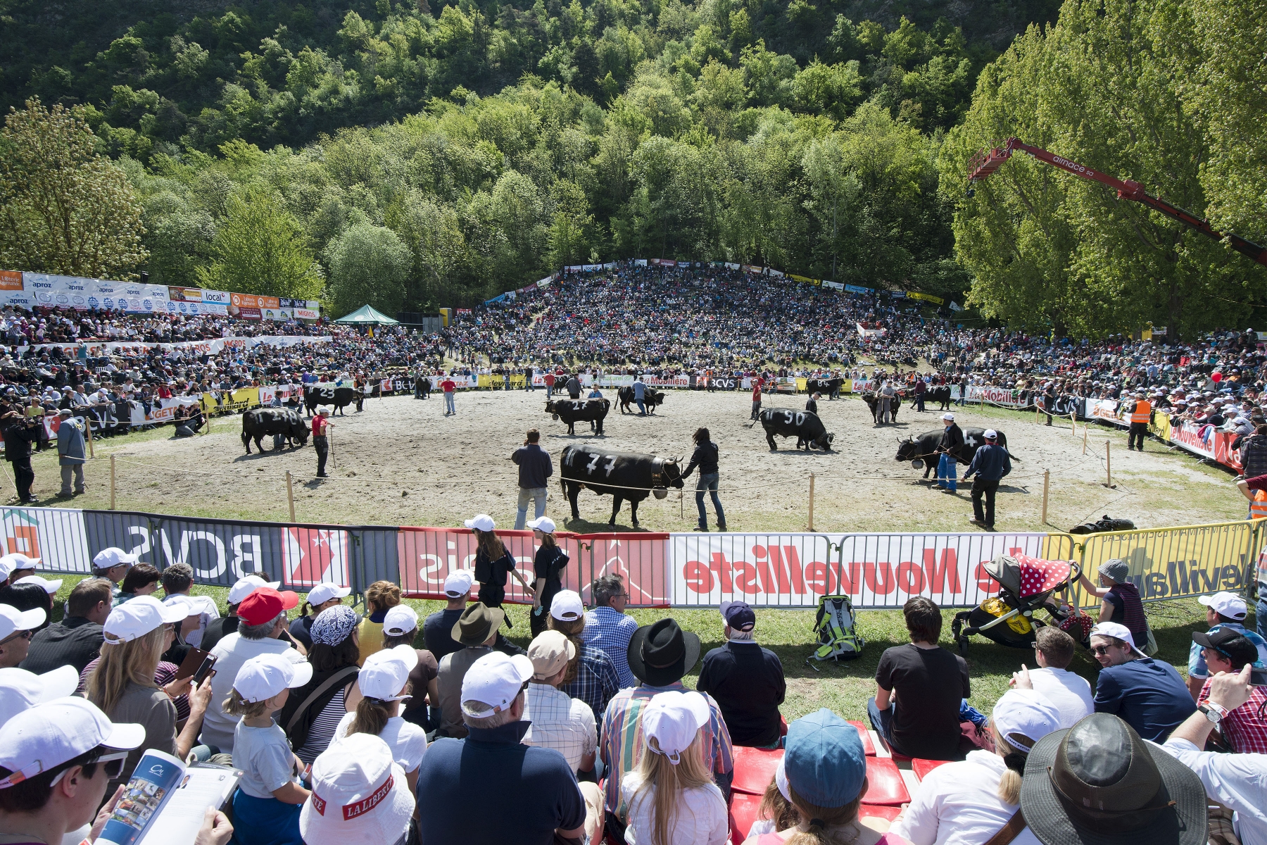Quelque 15000 spectateurs sont attendus pour la finale des combats de reines des 9 et 10 mai prochain à Aproz.