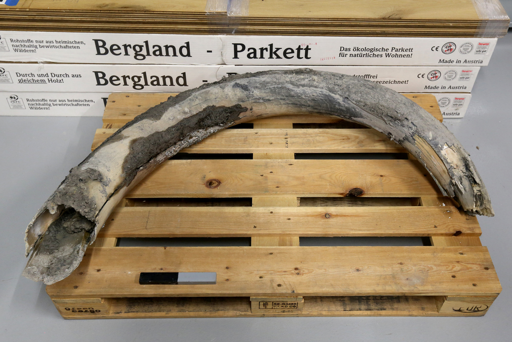 Une défense de mammouth a été découverte sur un chantier à Rotkreuz (ZG) fin juillet.
