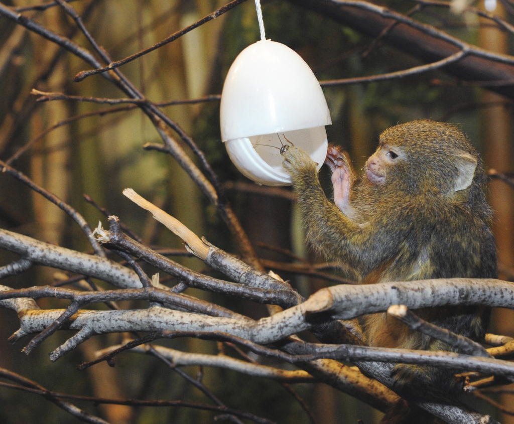 In this photo released by the Wildlife Conservation Society, a pygmy marmoset tries to remove an insect from a plastic egg that was suspended from a branch at the Bronx Zoo, Tuesday, March 16, 2010, in New York. The suspended egg is a tool used in the zoo's Animal Enrichment Program, which routinely challenges animals to keep them mentally and physically fit. Native to South America, Pygmy marmosets are one of the world's smallest primates. (AP Photo/WCS, Julie Larsen Maher)