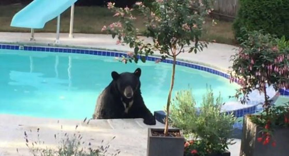 Un ours se baigne dans une piscine de Vancouver