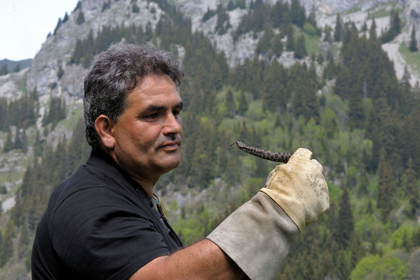Yves Brunelli parcourt le Valais a la recherche de vipères depuis plusieurs années. Plusieurs morsures n'ont eu aucune conséquence fâcheuse. La huitième a failli être la dernière.