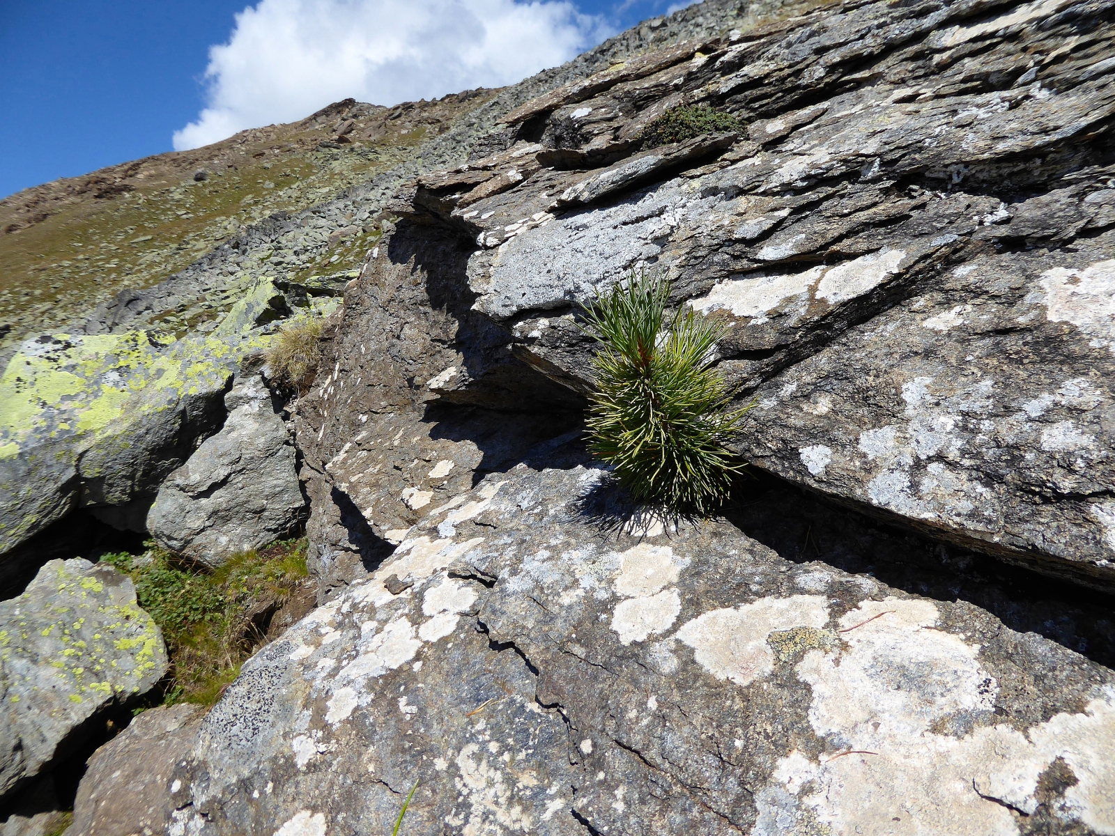 Le petit arole découvert à 2765m d'altitude en dessus de Zermatt