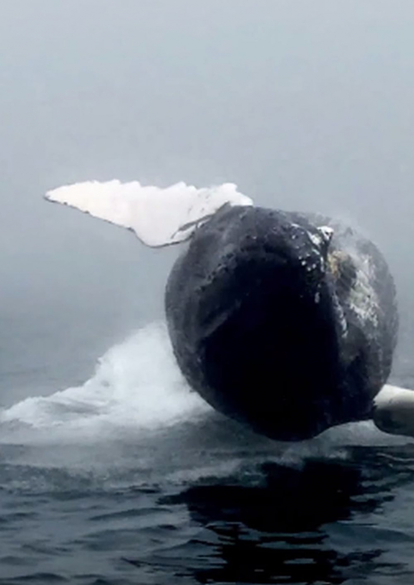 Le saut spectaculaire et surprenant d'une baleine à bosse. 