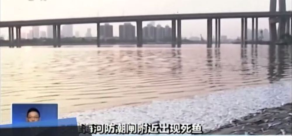 Poissons échoués sur les rives de la rivière Hai He, à seulement 6 kilomètres du lieu de l'explosion à Tianjin