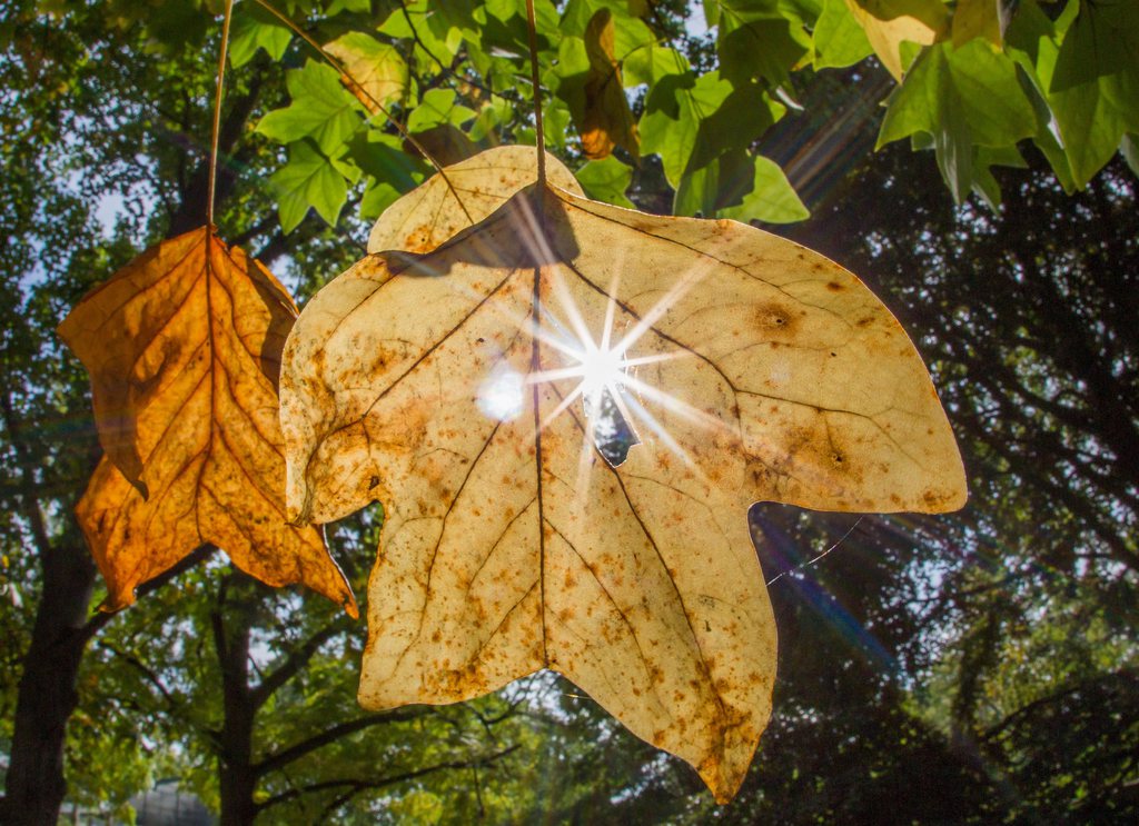 epa04414960 The sun shines through an autumn-coloured leaf at the Palmengarten,  botanical gardens, in Frankfurt am Main, Germany, 24 September 2014. The weather forecast predicts cold temperatures for the following days.  EPA/FRANK RUMPENHORST