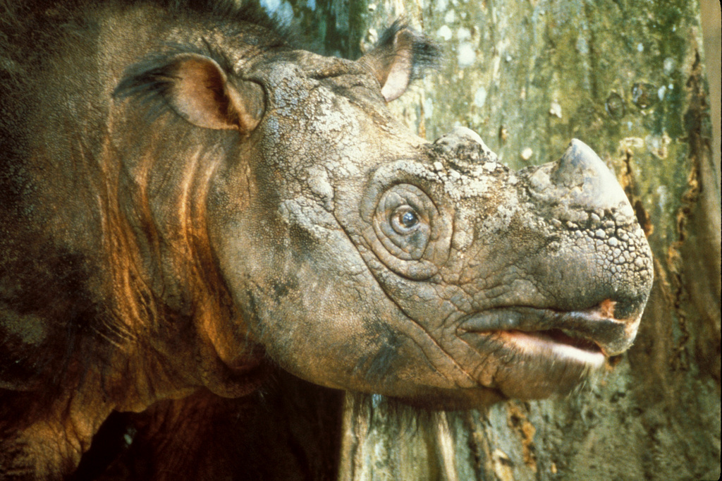 Les rhinocéros du Sumatra n'existe plus qu'en Indonésie.