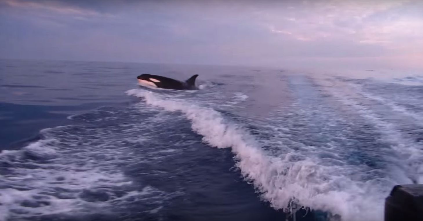 D'abord distants, les orques vont se rapprocher à haute vitesse du bateau. 