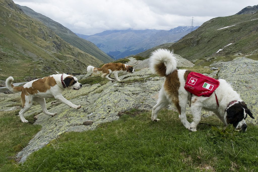 Saint Bernard dogs and staff members of the Barry Foundation are on the way to the Great St. Bernard Pass after returning from the winter quarter in Martigny, Switzerland, Tuesday, June 7, 2011. The dogs will spend the summer on the pass and return to Martigny by the end of the year. (KEYSTONE/Jean-Christophe Bott)
