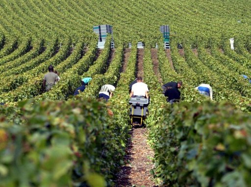 Les vins vaudois bénéficient de 12 cts par litre pour leur promotion. Les vins valaisans moins de la moitié. La Chambre d'agriculture souhaite pouvoir augmenter les redevances agricoles.