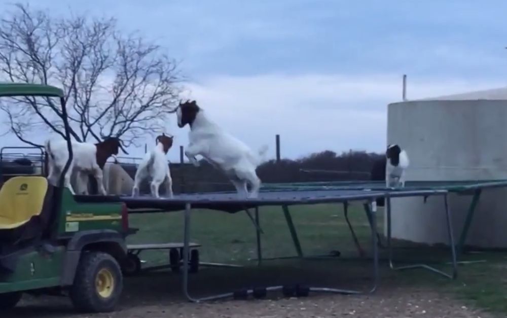 Les chèvres adorent le trampoline!