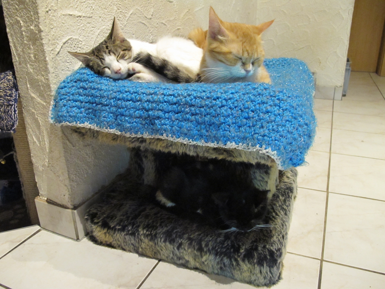 Suivi sur l'affaire des 105 chats de Nendaz au refuge SPA Valais à Ardon.