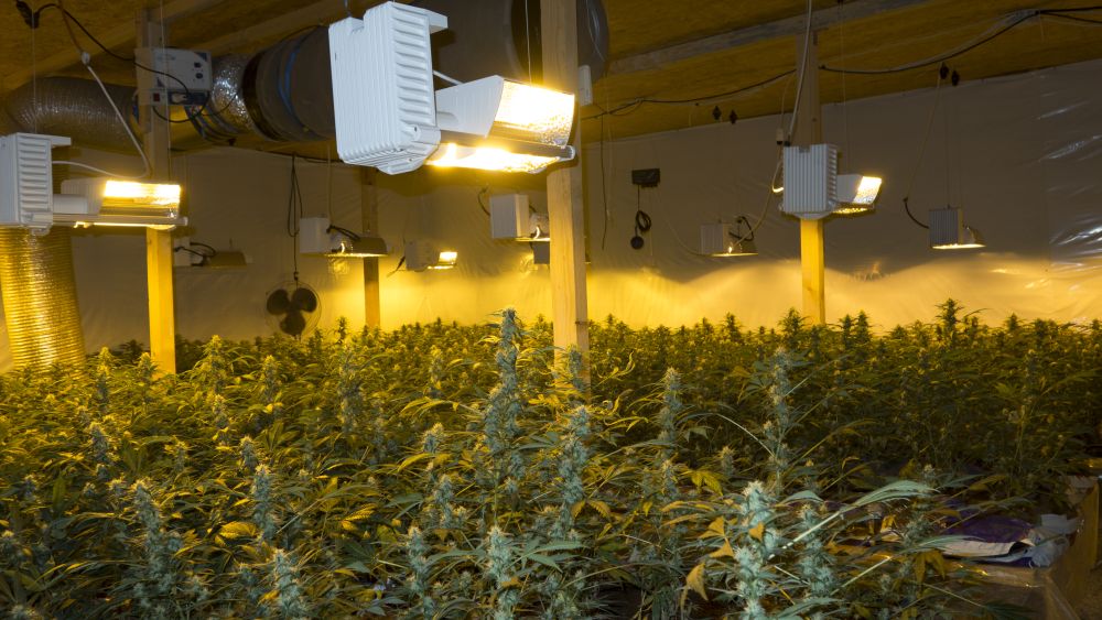 Les 2000 plants de marijuana ont été trouvés dans une plantation "indoor" à Dübendorf.