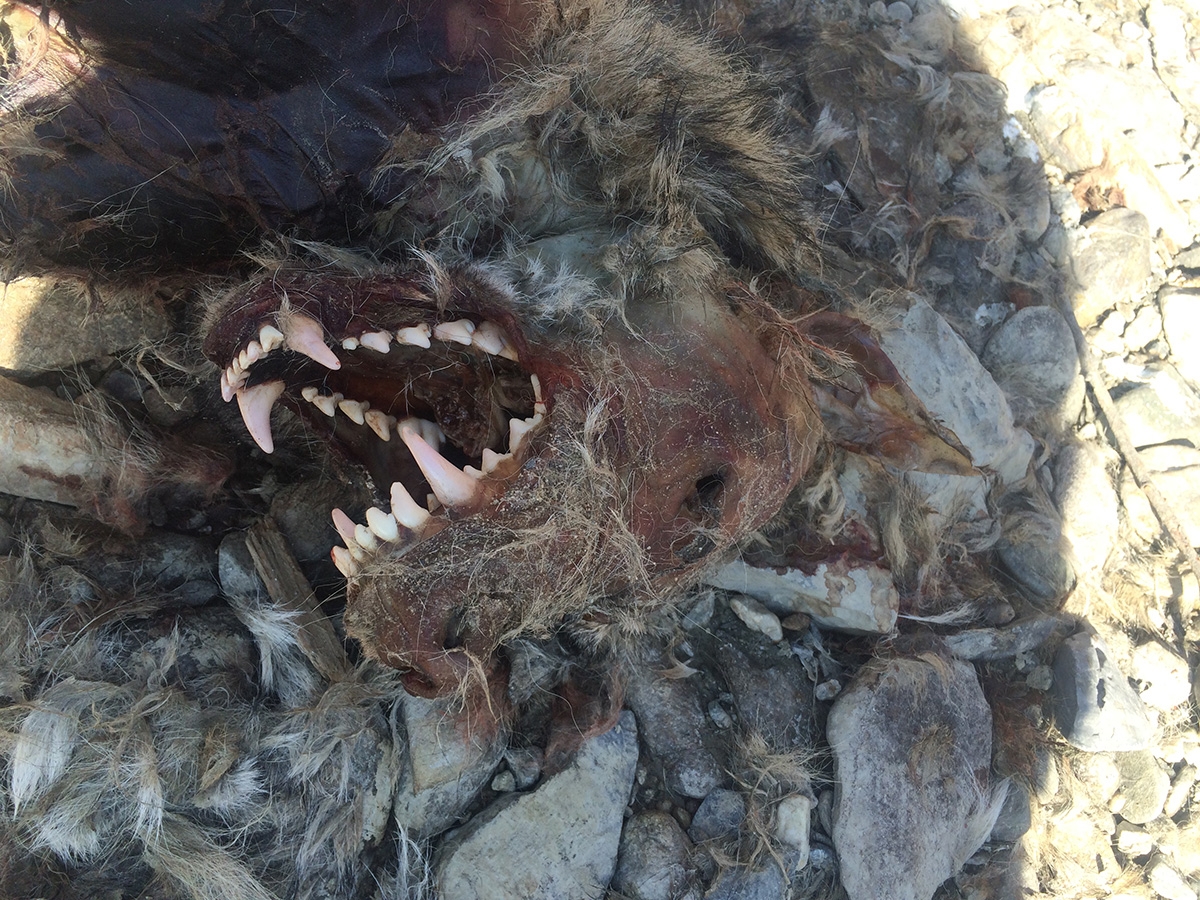 Une mâchoire impressionnante sur une tête décharnée et des yeux cave: c’est cette carcasse qu’a découverte un pêcheur le lundi 7 mars dernier au bord du Rhône dans la région de Rarogne.