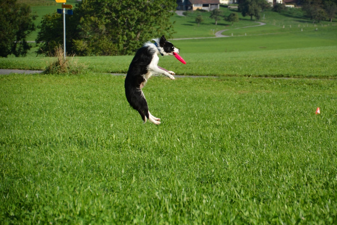 Le frisbee canin consiste à faire rattraper au vol par un chien le disque lancé par son maître. 
