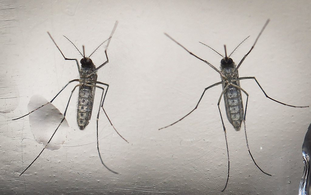 Plus de 1,5 million de Brésiliens ont déjà été contaminés et le virus Zika s'est répandu dans de nombreux pays d'Amérique latine.