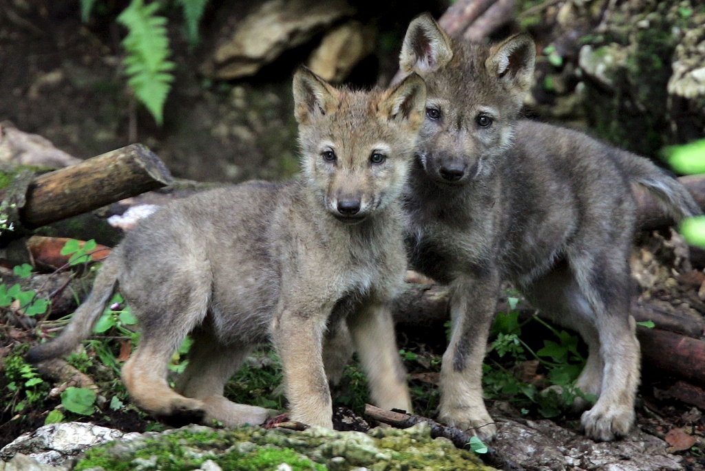 Two baby wolves observe their environment, Friday, July 9, 2004 in the animal park of Mont d' Orzeires, located close to Vallorbe, Switzerland. At the end of May three wolves were born in the animal park and these days the well protected cubs can be seen for the first time. (KEYSTONE/Fabrice Coffrini)