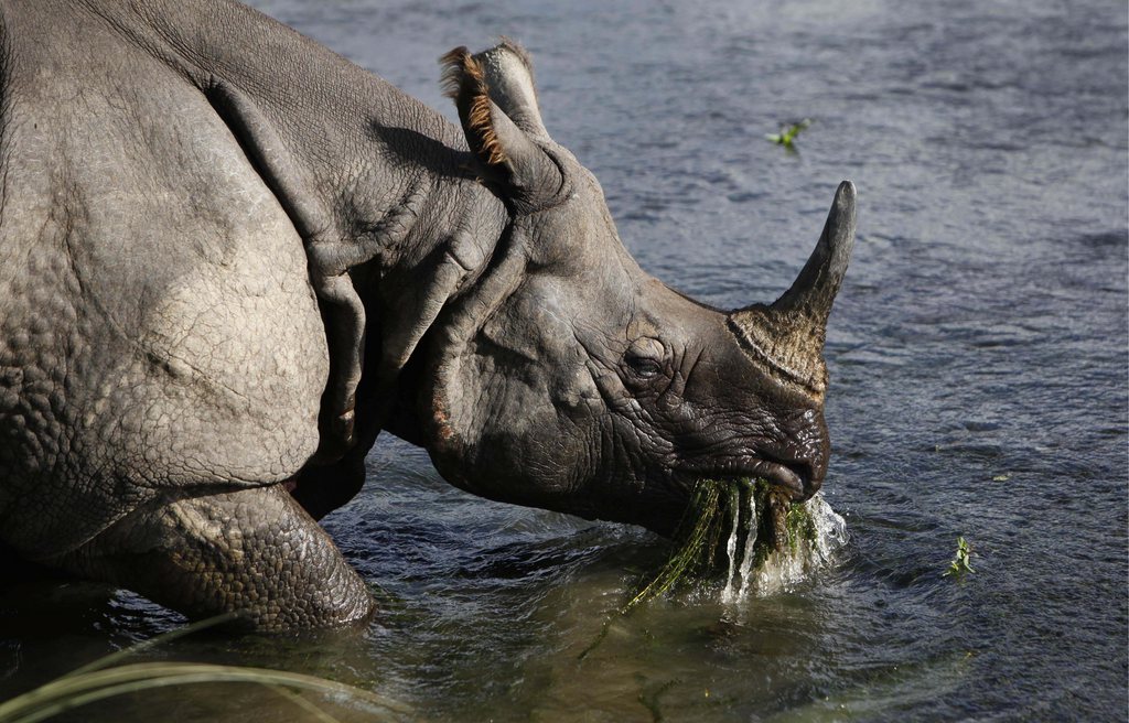 Les rhinocéros (ici dans la réserve indienne de Pobitora) sont une espèce protégée.