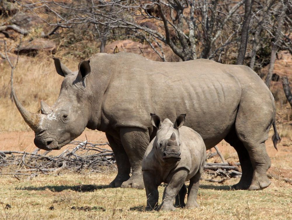 Le vol de cornes de rhinocéros est en recrudescence à travers l'Europe, où une vingtaine d'actes similaires ont été constatés en 2011. 