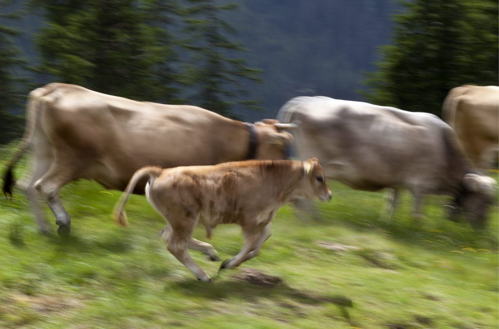Quand une vache cherche à protéger son veau, elle peut se montrer particulièrement agressive.
