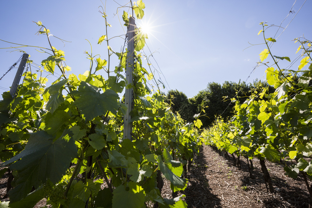 Des quantités très élevées de pesticides ont été trouvées dans tous les raisins provenant de la viticulture traditionnelle.