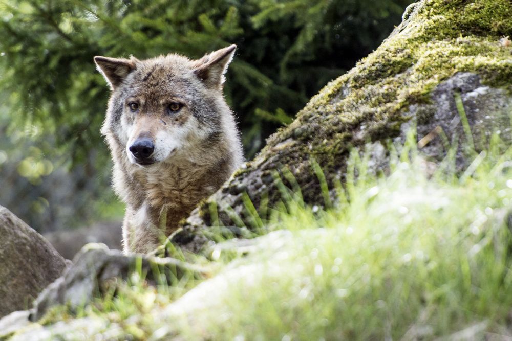 Des analyses ADN ont montré qu'un loup mâle est responsable dans les plus de 50 attaques d'ovins recensées.