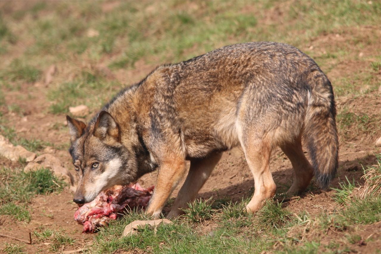 Le Conseil fédéral a pris une position qui permettrait une régulation du loup en Suisse, même sans attaques.