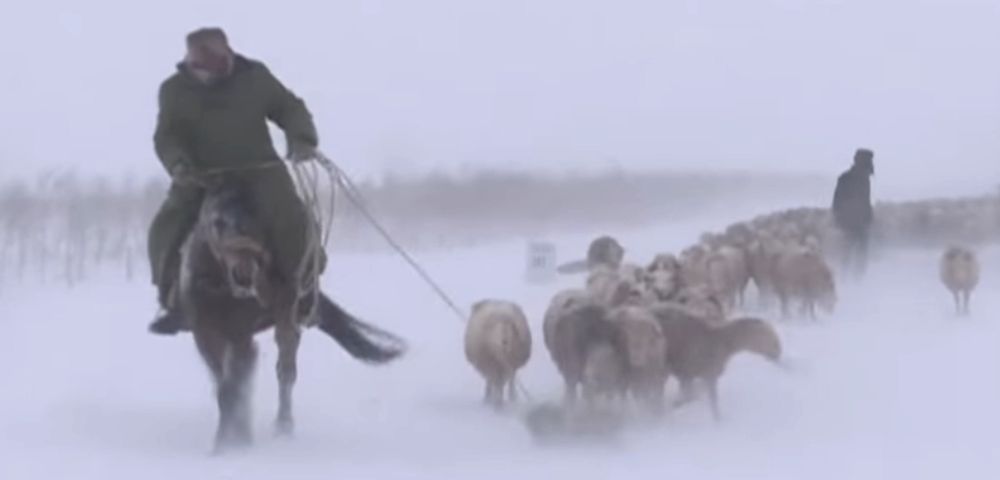 Des bottes de foin traînées par des cavaliers ont permis de faire progresser les moutons dans le blizzard.