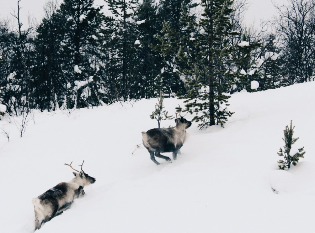 Même les rennes du Père Noël souffrent du réchauffement climatique.
