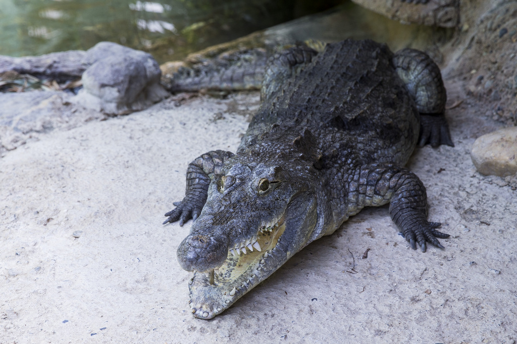 Le crocodile, malgré son aspect figé, est extrêmement dangereux.