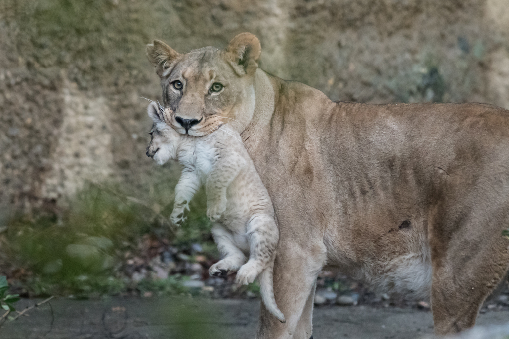 Les deux petites lionnes sont nées en décembre dernier.