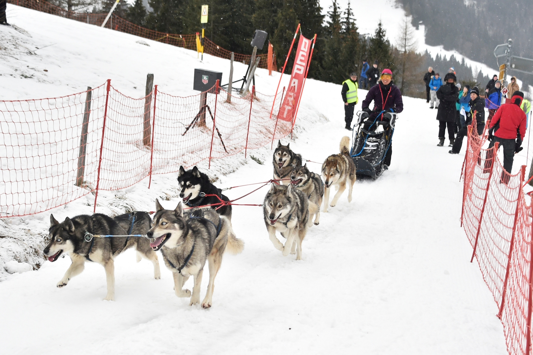 Gryon - 4 février 2017 - Trans'Alp vaudoises: des chiens de traîneaux et des coureurs s'affrontent dans les Alpes vaudoises. (Le Nouvelliste/ Héloïse MARET)