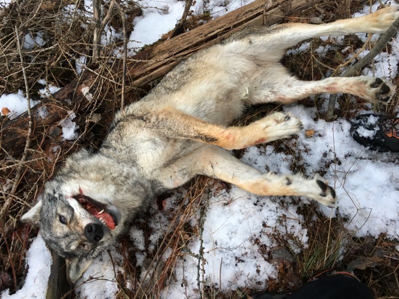La louve a été découverte morte vendredi près du village de Mayoux dans le Val d'Anniviers.