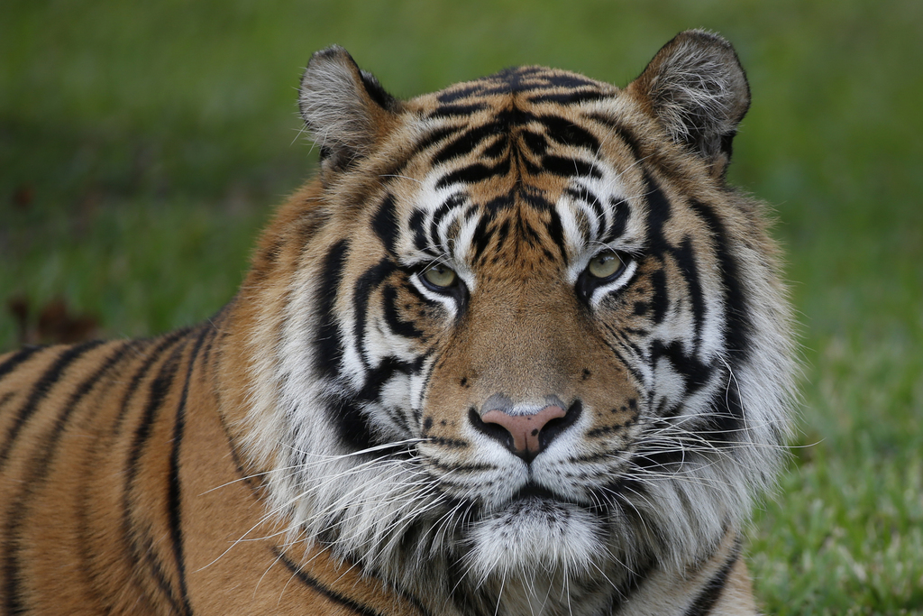 Les cinq tigres congelés, avec leur peau intacte, ont été découverts lundi.